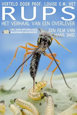 Rups