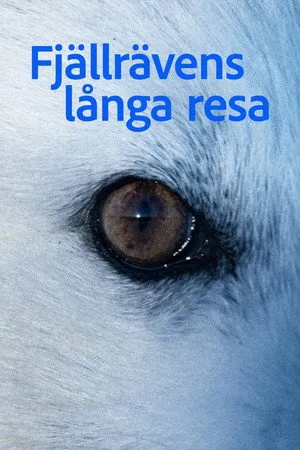 Fjällrävens långa resa