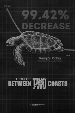 A Turtle Between Two Coasts
