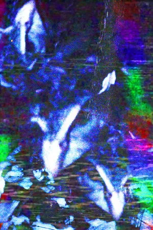 crow.mp4